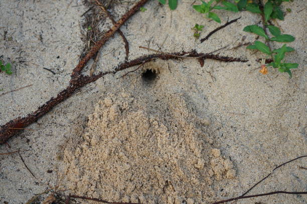 tana, tana o buco di nidificazione di un granchio eremita sulla spiaggia di tomori ad amami oshima, kagoshima, giappone - tomori foto e immagini stock
