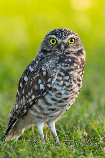 Burrowing owl stock photo