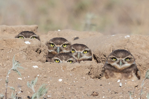 Burrowing Owls In Colorado Stock Photo Download Image