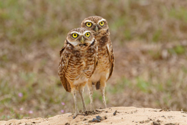 Burrowing Owls stock photo