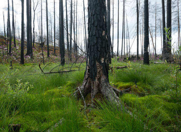 burt pine in coniferous forest after a large forest fire - burt forest imagens e fotografias de stock