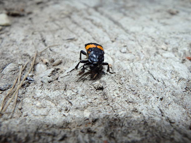 burying beetle, carrion beetle ,(Necrophorus vespillo) burying beetle, carrion beetle , carrion stock pictures, royalty-free photos & images