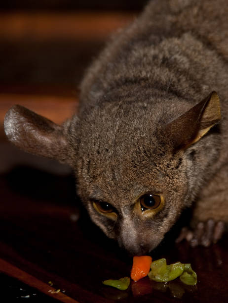 Bush Baby Stock Photos, Pictures & Royalty-Free Images ...