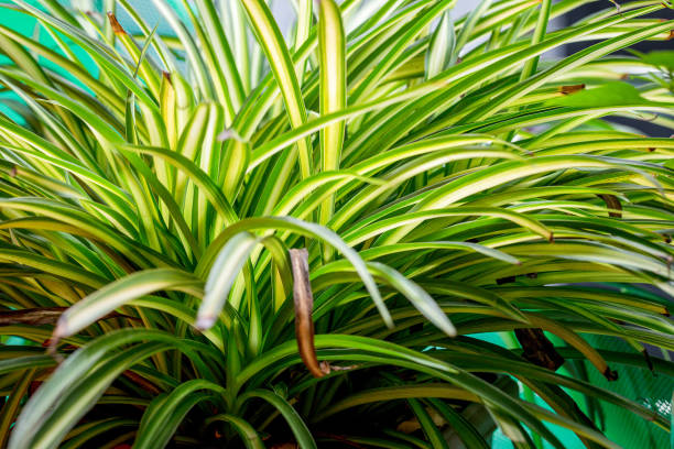 bush of Spider Ivy (Spider plant, Airplane plant or Ribbon plant.) stock photo