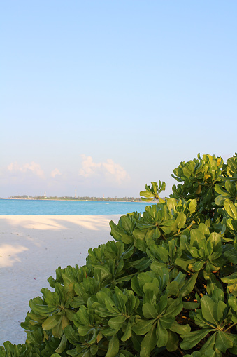 A bush with bright green leaves on the shores of the Indian Ocean with white sand and azure water in the Maldives against the backdrop of a blue sky.