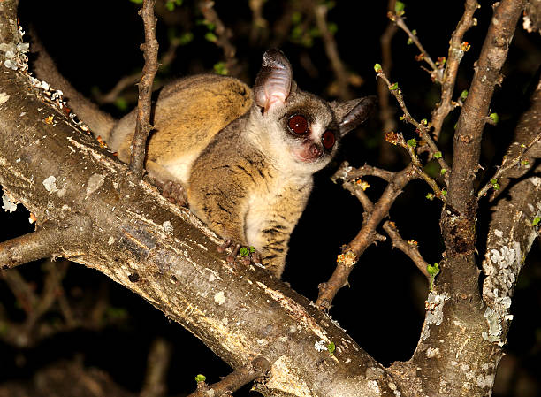 Royalty Free Bush Baby Pictures, Images and Stock Photos ...