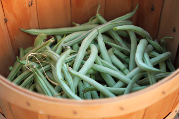 A bushel of garden fresh green beans gathered into a wooden basket stock photo