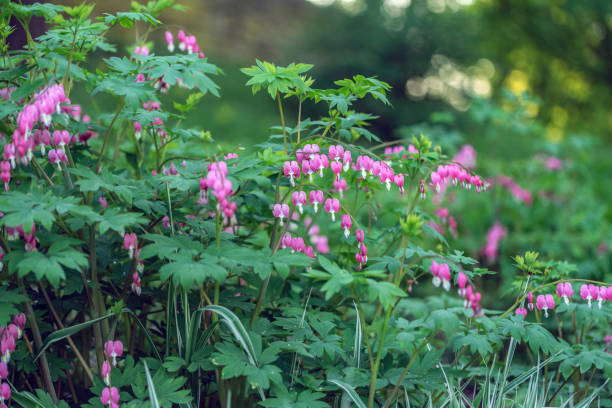 Bushes with heart shaped flowers named "Bleeding heart" (lat. Lamprocapnos spectabilis or Dicentra) growing in the garden stock photo