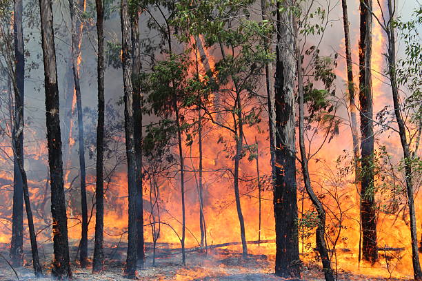 Bushfire Australia Bushfire in Sydney area, NSW Australia, bush land photos stock pictures, royalty-free photos & images
