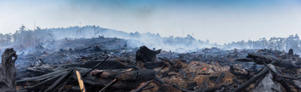 Bushfire smouldering in Australian Outback Bushfire smouldering in Australian Outback tasmania photos stock pictures, royalty-free photos & images