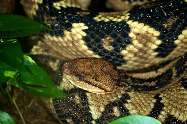 Бушмейстер змея фото Бушмейстер змея фото