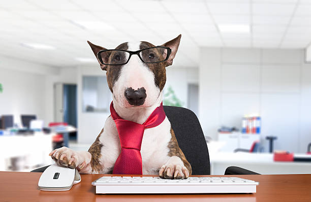 Business dog at work stock photo