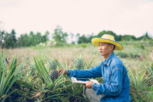geschäftsmann bauer holding tablet in ananas feld stehen. intelligente landwirt konzept. - pineapple plantation stock-fotos und bilder