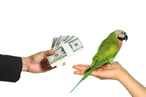 Businessman Secretly Handed The Money For Trading Parrot Bird On White  Background Wild Bird Trade Stock Photo - Download Image Now - iStock