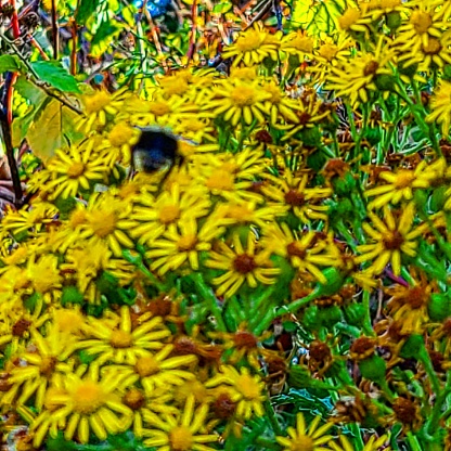 Bumble bee pollinating wild flowers