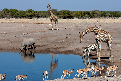 Busy waterhole in Etosha National Park in Namibia, Africa - Giraffe, Black Rhinoceros, Zebra and Springbok antelopes.