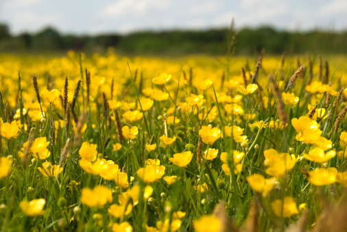 Selective focus of a field of buttercups.