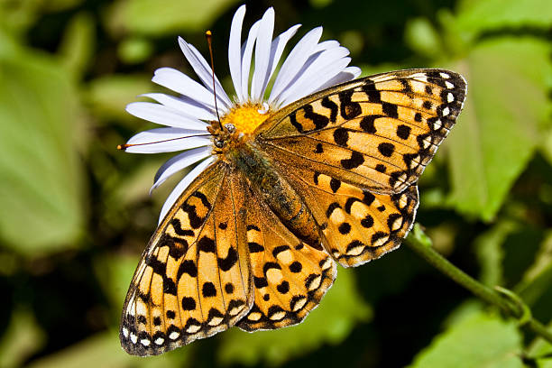 Pearl Border Fritillary Butterfly on an Aster Bloom Butterflies are some of the most colorful members of the insect family. They can often be photographed while resting and feeding on plants and wildflowers. This Pearl Border Fritillary was photographed on an Aster Blossom found alongside the Noble Knob trail in Mount Baker Snoqualmie National Forest, Washington State, USA. jeff goulden butterfly stock pictures, royalty-free photos & images