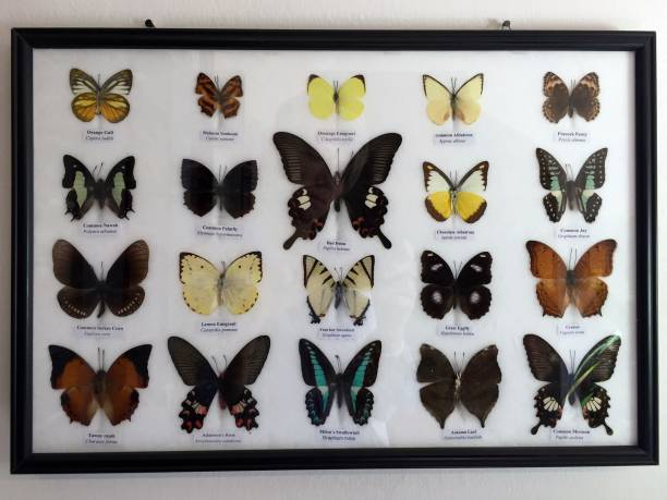 Butterflies framed, collection stock photo