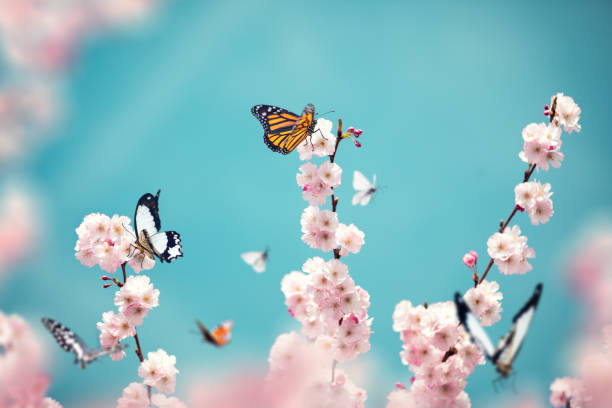 Butterflies and Blossoms