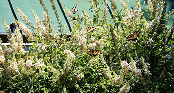 Butterflies on bush stock photo