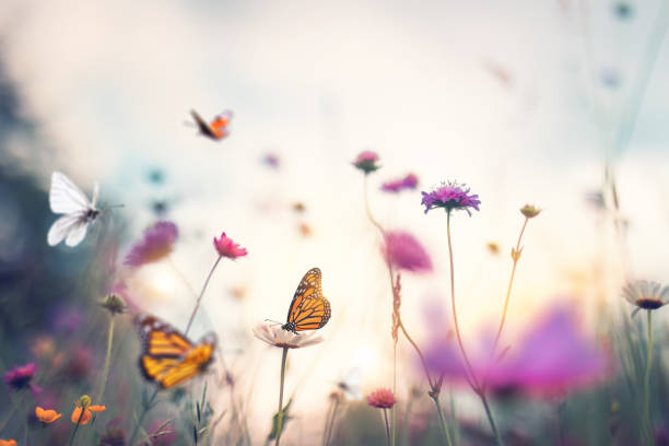 Butterflies Summer garden full of colorful flowers and butterflies flying around. butterfly insect photos stock pictures, royalty-free photos & images