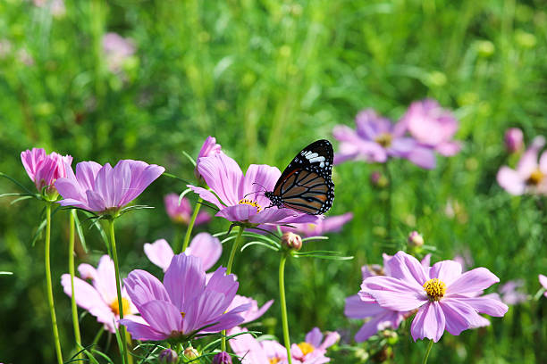 Butterfly and cosmos flower. stock photo