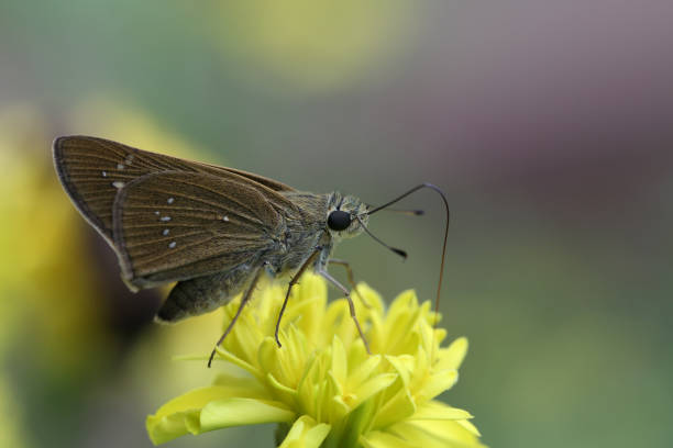 Butterfly and marigold, close up stock photo