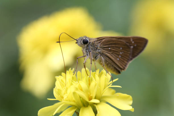 Butterfly and marigold, close up stock photo