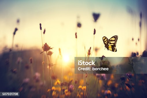 istock Butterfly At Sunset 507031708