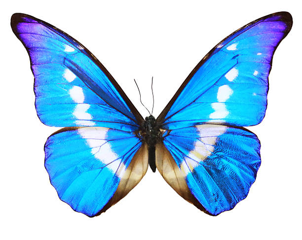 Butterfly blue isolated over whte background stock photo