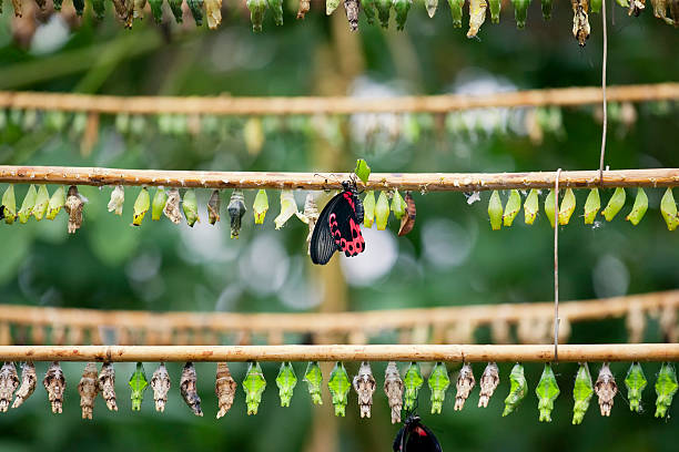 Butterfly breeding Rows of butterfly cocoons and newly hatched butterfly. butterfly garden stock pictures, royalty-free photos & images