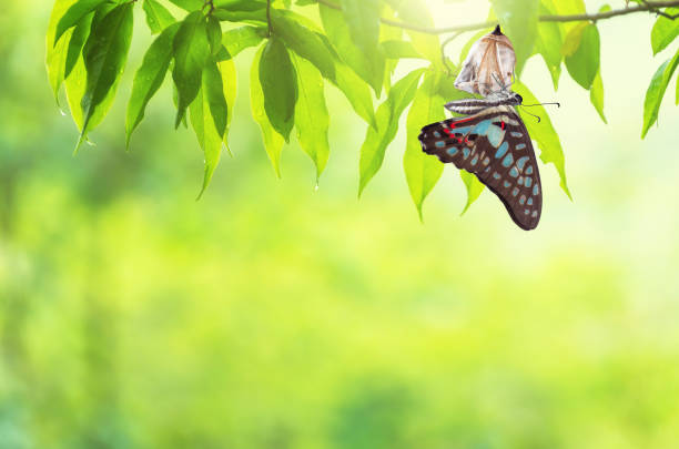 kupu-kupu mengubah chrysalis - kedatangan konsep potret stok, foto, & gambar bebas royalti