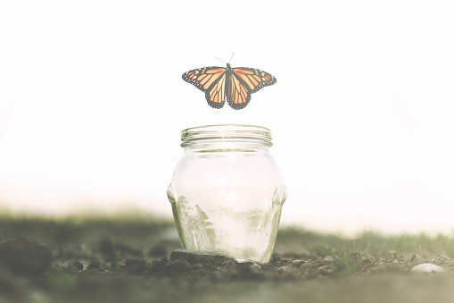 Butterfly Flies Away Fast From The Glass Jar In Which She Was Trapped Stock  Photo - Download Image Now - iStock