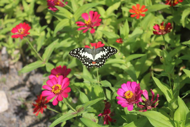 Butterfly Flower Butterfly in flower butterfly garden stock pictures, royalty-free photos & images