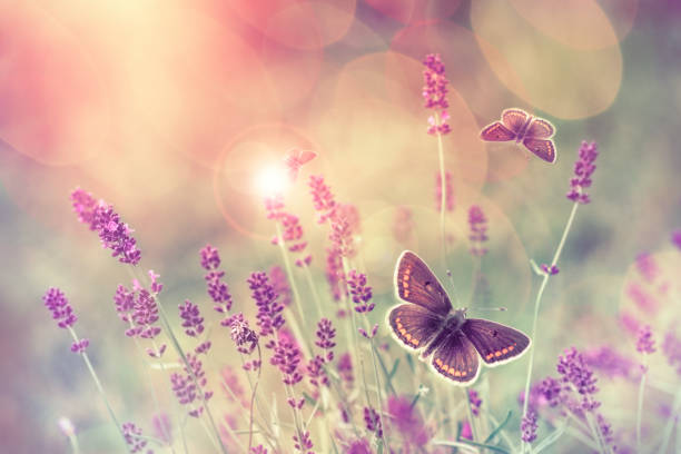 Butterfly flying over lavender flower Butterfly flying over lavender flower, butterflies on lavender flower butterfly flower stock pictures, royalty-free photos & images