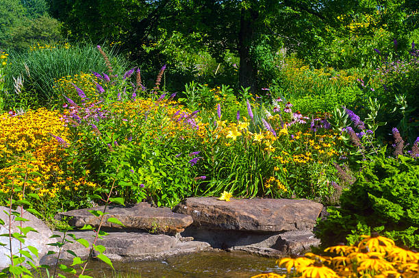 Butterfly garden Butterfly garden with cutleaf coneflowers and butterfly bush and water decor butterfly garden stock pictures, royalty-free photos & images