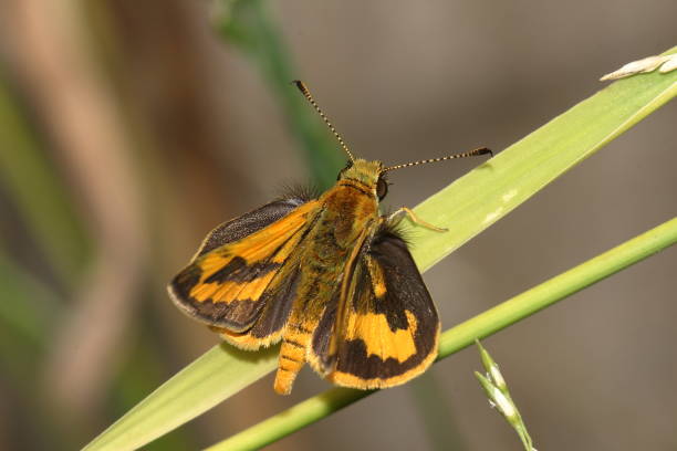 Butterfly - Grass Dart (Ocybadistes walkeri) or Skipper stock photo