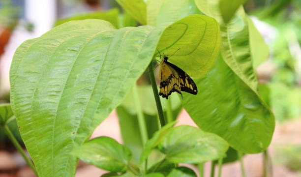 Butterfly hidden under a leaf stock photo