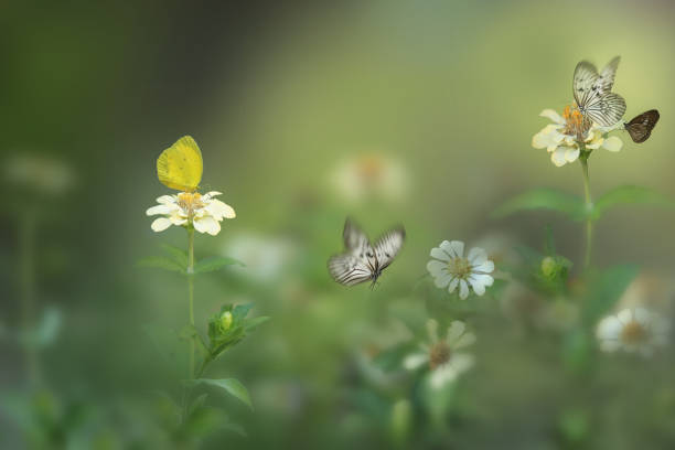 Butterfly in a dream garden stock photo