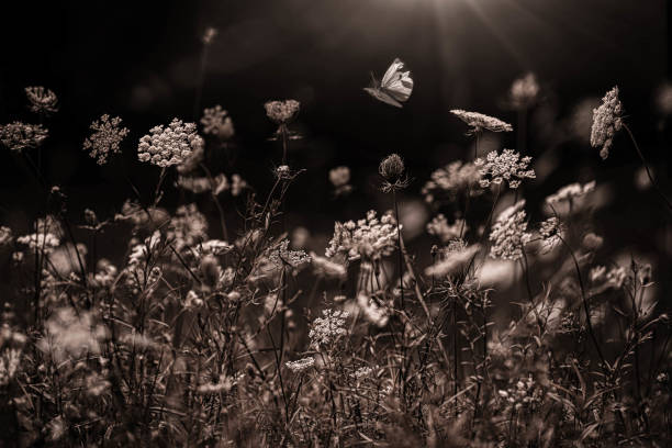 Butterfly in a Meadow stock photo