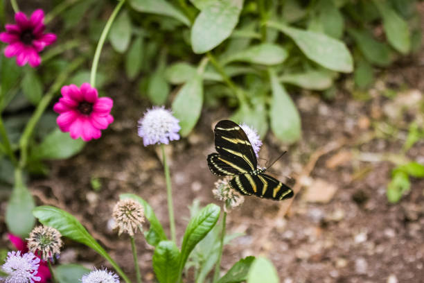 butterfly in garden stock photo