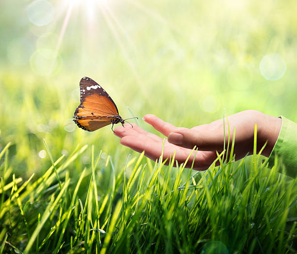 butterfly in hand on grass - energy boost stockfoto's en -beelden