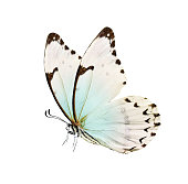 istock Butterfly is white with a black pattern and light blue tint isolated on a white background. 1302476199