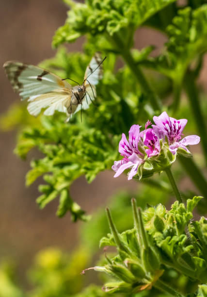 Butterfly Landing On A Flower stock photo