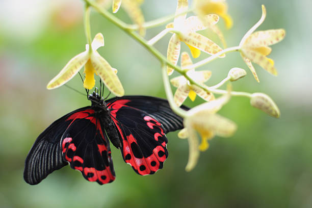 Butterfly landing on flower stock photo