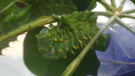 Green spiny caterpillar closeup