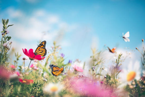 Butterfly Meadow Summer garden full of colorful flowers and butterflies flying around. monarch butterfly photos stock pictures, royalty-free photos & images