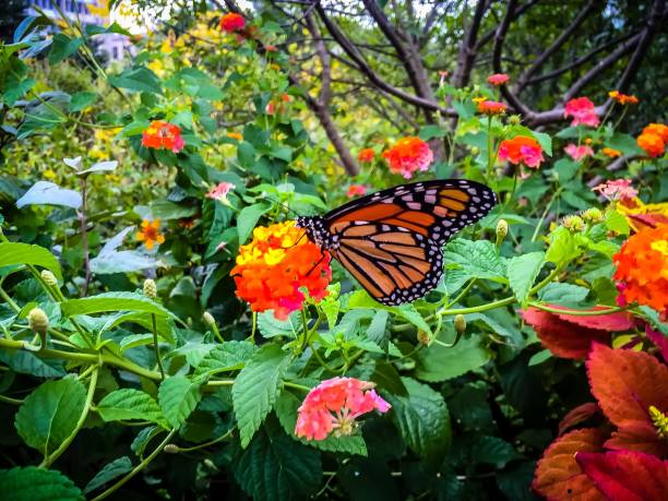 butterfly on a flower monarch butterfly on yellow and orange lantana flower covered in pollen butterfly garden stock pictures, royalty-free photos & images