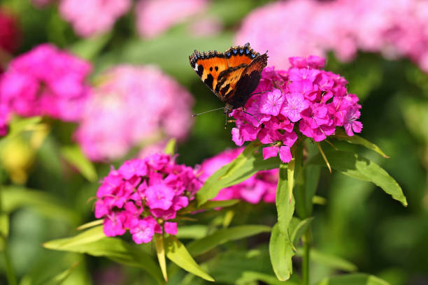 butterfly on a flower butterfly in a summer garden on a Chinese carnation botanical garden stock pictures, royalty-free photos & images